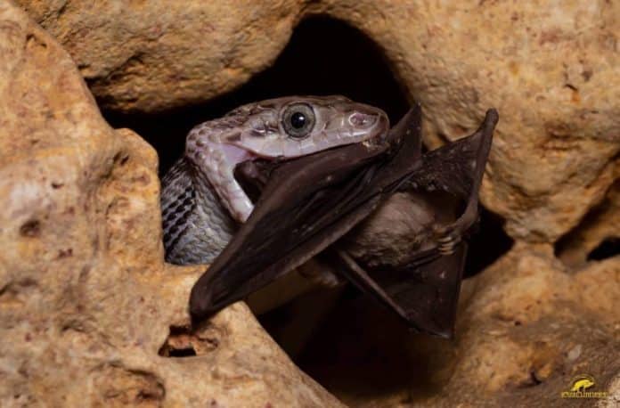 ¿Conoces la cueva de las serpientes colgantes de Quintana Roo?