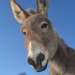 burro sufre maltraro animal en hotel de Tulum