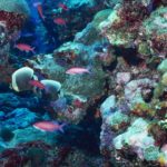 Descubren nuevos arrecifes de coral en el Golfo de México