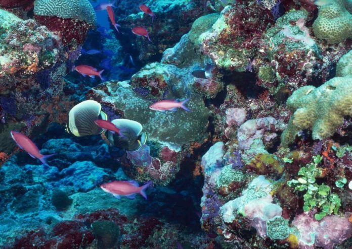 Descubren nuevos arrecifes de coral en el Golfo de México
