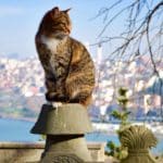 Gatos Estambul Turquía