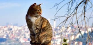 Gatos Estambul Turquía