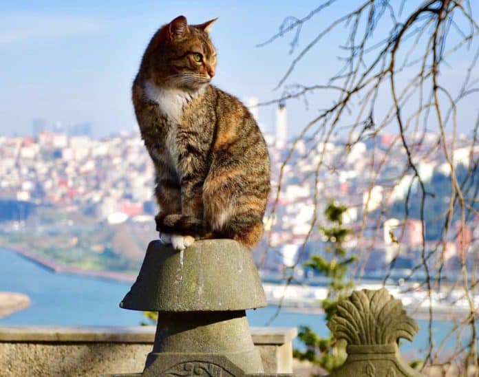 Gatos Estambul Turquía