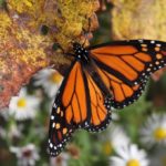santuarios de la mariposa monarca. Mariposa Monarca en peligro de extinción