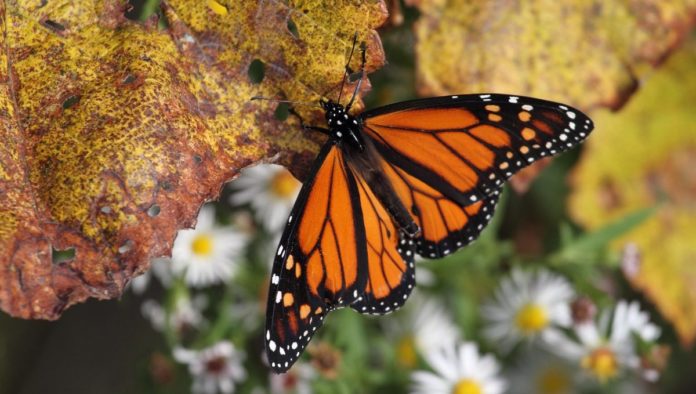 Mariposa Monarca en peligro de extinción