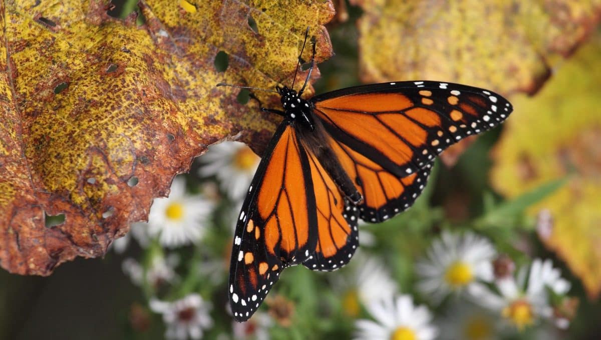 santuarios de la mariposa monarca. mariposa monarca en peligro de extinción