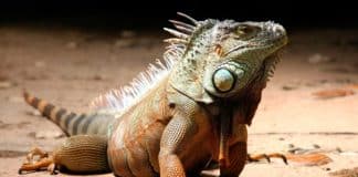 Iguana