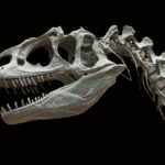 IPN contradice la hiótesis de la extinción de los dinosaurios