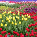 Keukenhof, el maravilloso parque lleno de tulipanes