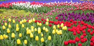 Keukenhof, el maravilloso parque lleno de tulipanes