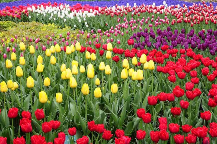 Keukenhof, el maravilloso parque lleno de tulipanes