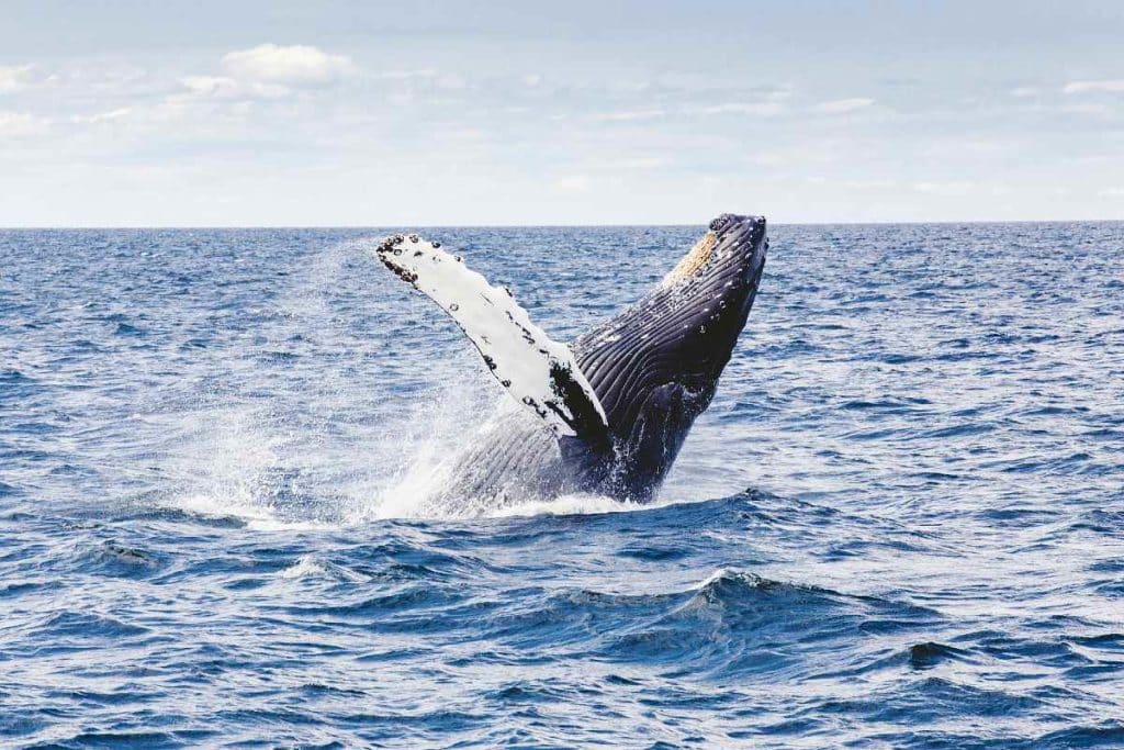 Kaikoura, el santuario mundial de las ballenas