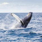 Kaikoura, el santuario mundial de las ballenas