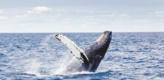 Kaikoura, el santuario mundial de las ballenas