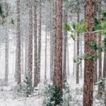 Nieve en México