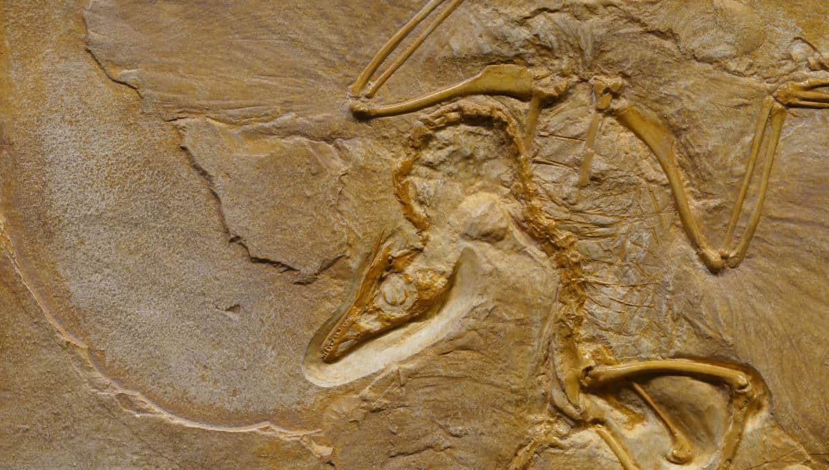 ruta paleontológica en puebla