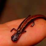 salamandra enana