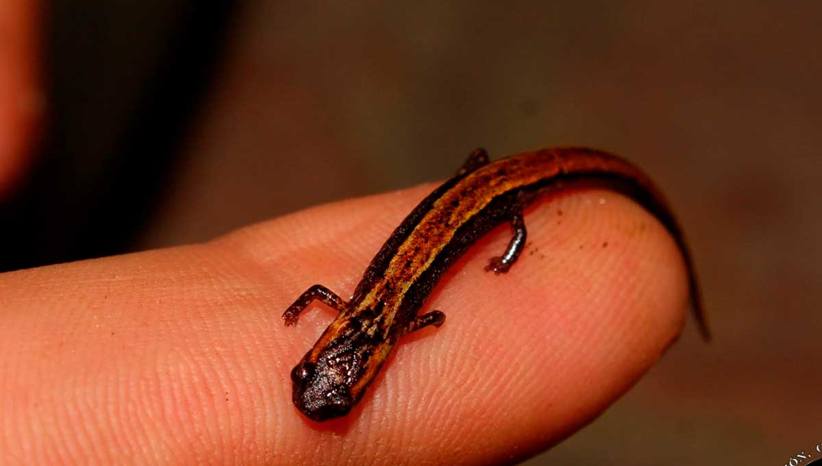 salamandra enana
