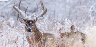 Venado Cola Blanca