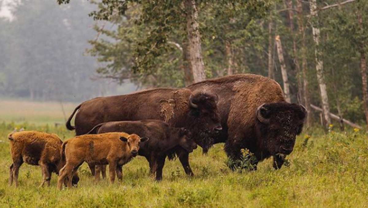 5 cosas que no sabías del bisonte