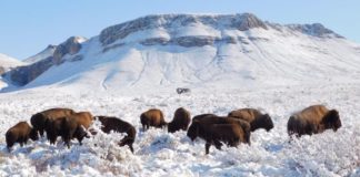 Bisontes americanos regresan a Coahuila