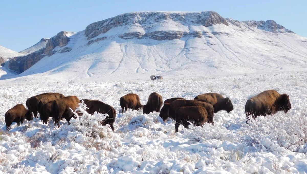 bisontes americanos regresan a coahuila