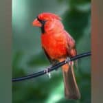 cardenal mexico