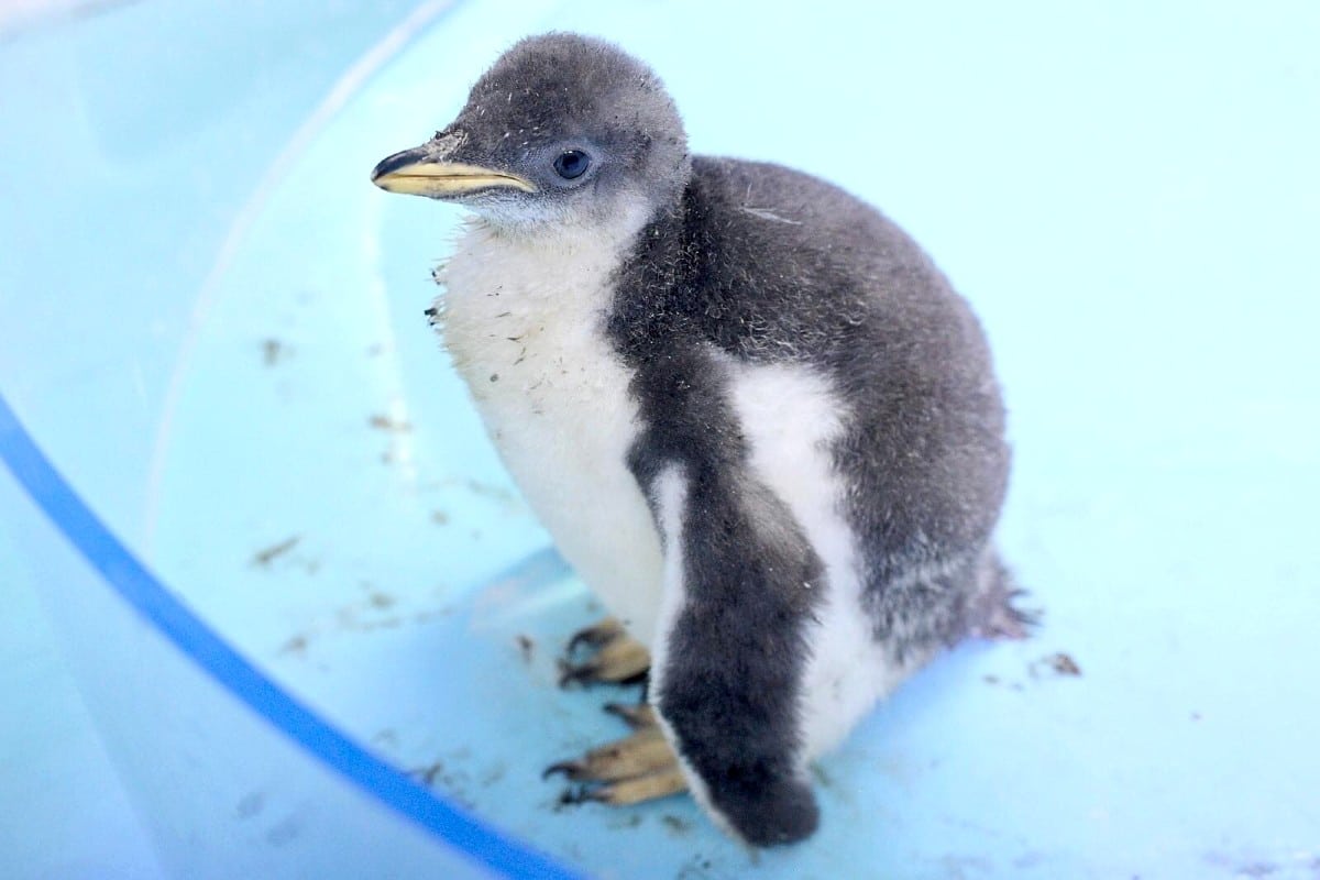 el primer pingüino nacido en la cdmx ya tiene nombre