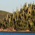 Islas llenas de cactus en guaymas sonora