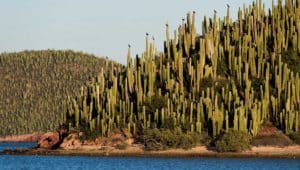 islas llenas de cactus en guaymas sonora