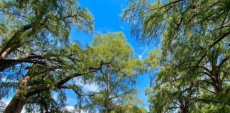 Los Ahuehuetes, el oasis secreto de la sierra de Puebla