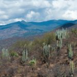 mezcal su producción impacto ambiental