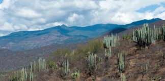 mezcal su producción impacto ambiental