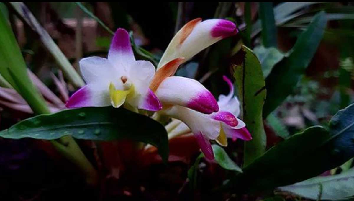 orquideas moxviquil