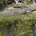 Panchito cocodrilo en cenote de Tulum