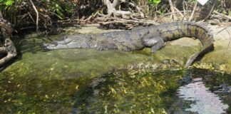 Panchito cocodrilo en cenote de Tulum