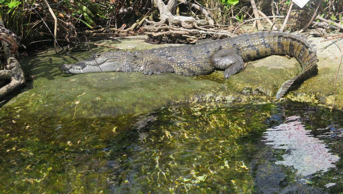 panchito cocodrilo en cenote de tulum