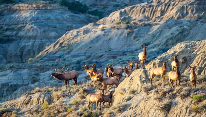 Parque Nacional Theodore Roosevelt