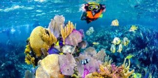 Razone spara practicar snorkel en las playas de México