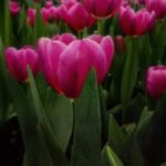 tulipanes