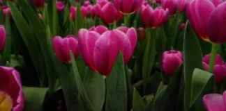 tulipanes