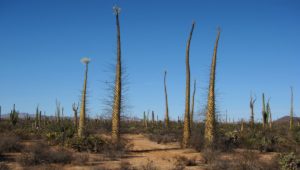 valle de los cirios baja california