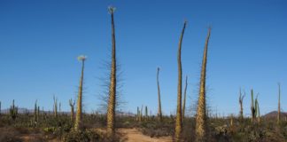 Valle de los Cirios Baja California