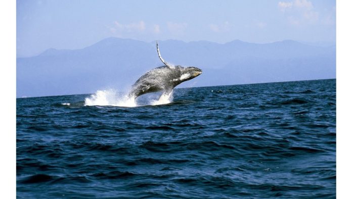 ballenas jorobadas