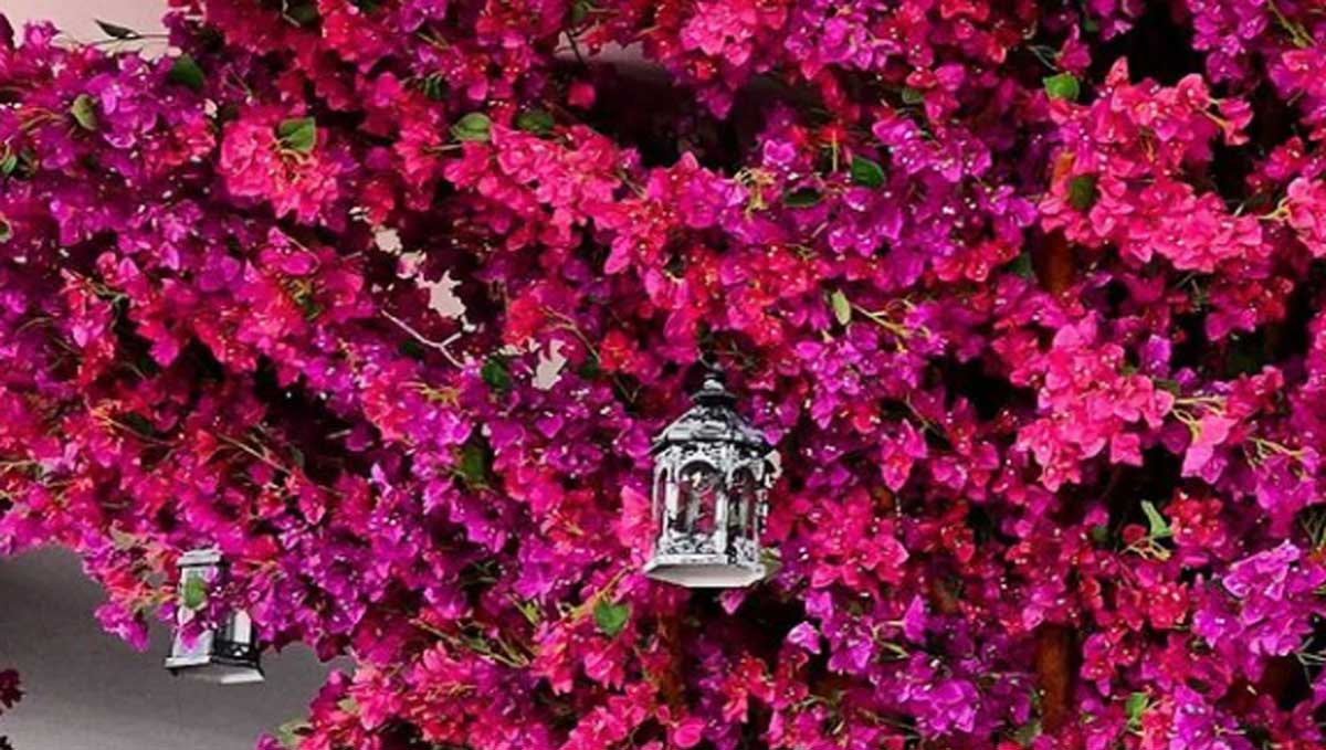 Bugambilia: el rosa mexicano natural te comparte 5 de sus beneficios -  Mexico Travel Channel