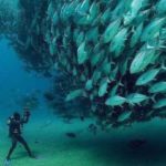 Cabo Pulmo, un edén natural de Baja California Sur