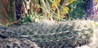 Chirinola mexicana: la impresionante cactácea que camina