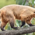 coatí