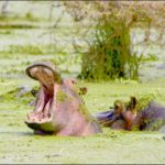 Cráter del Ngorongoro: un oasis africano para animales