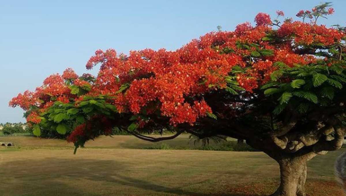 Grado Celsius crecer Fascinante Curiosidades del flamboyán, un hermoso árbol colorido que se quedó en  México - Mexico Travel Channel